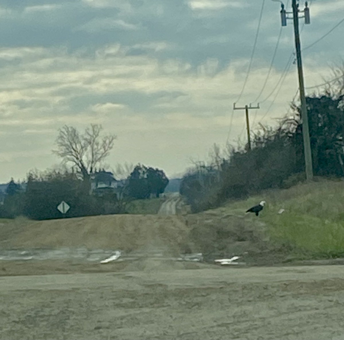 Bald Eagle - ML645109784