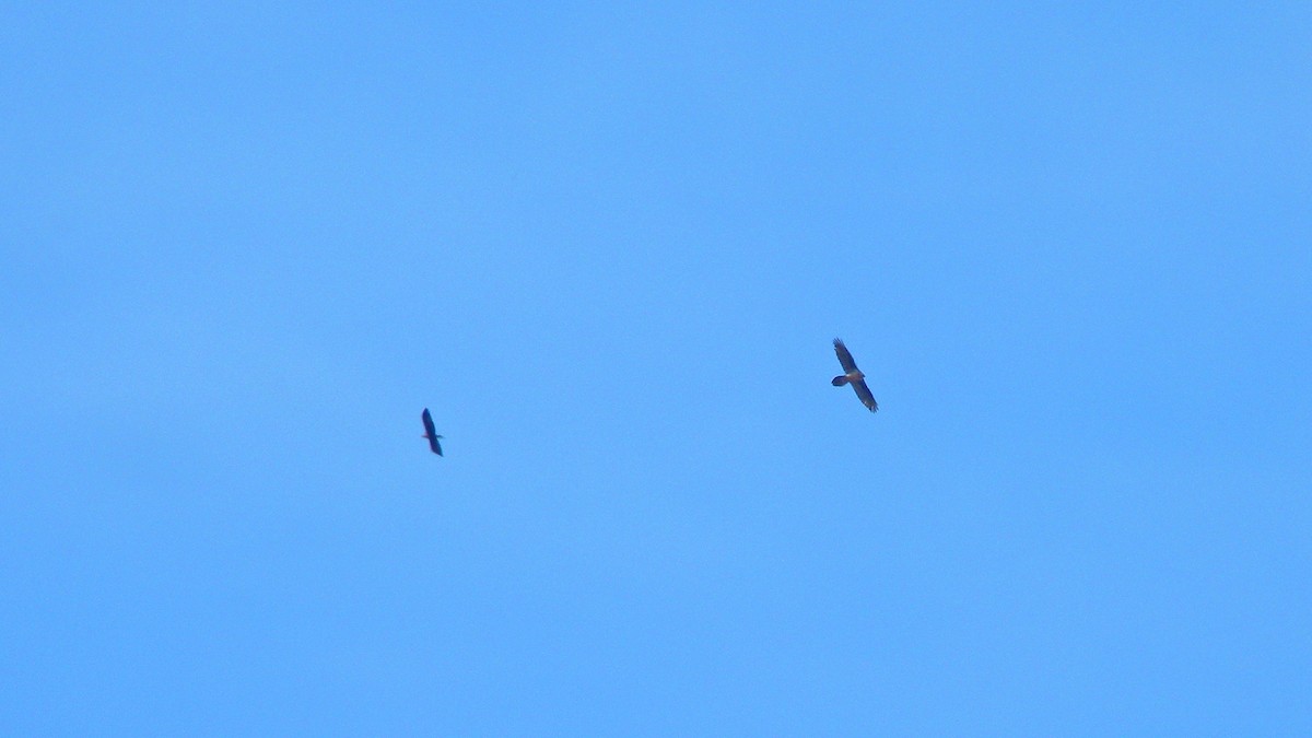 Bearded Vulture - ML645109794