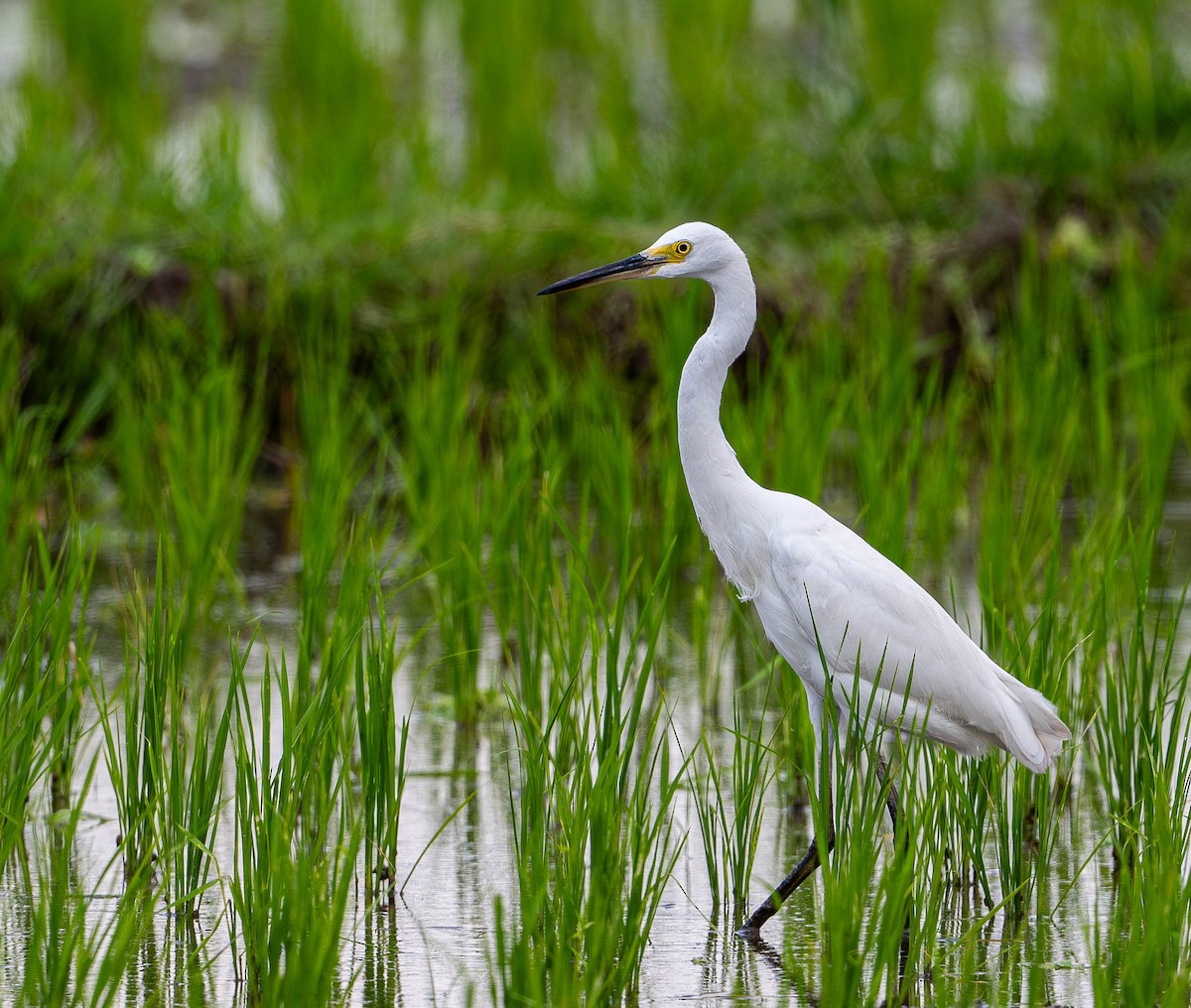 Little Egret (Australasian) - ML645109815