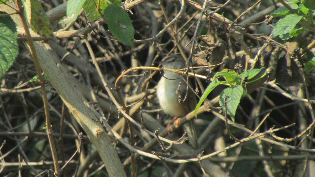 Plain Prinia - ML645109824