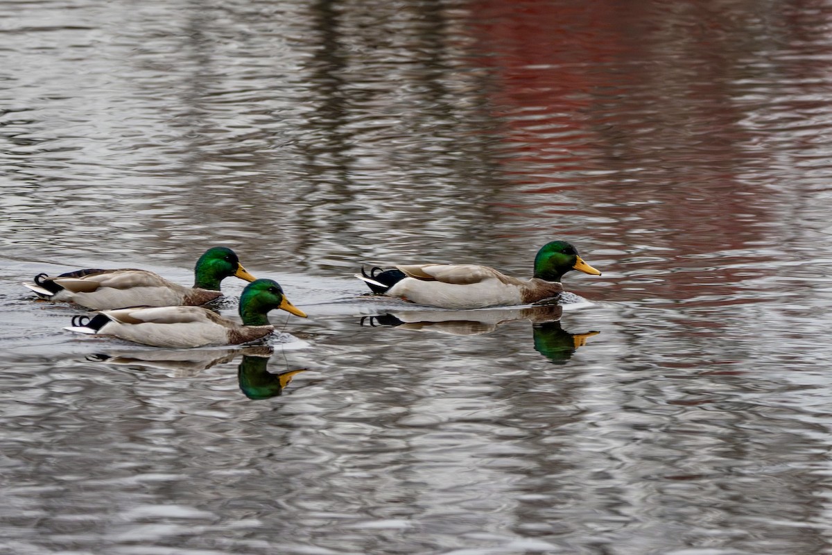 Germano reale - ML645109830