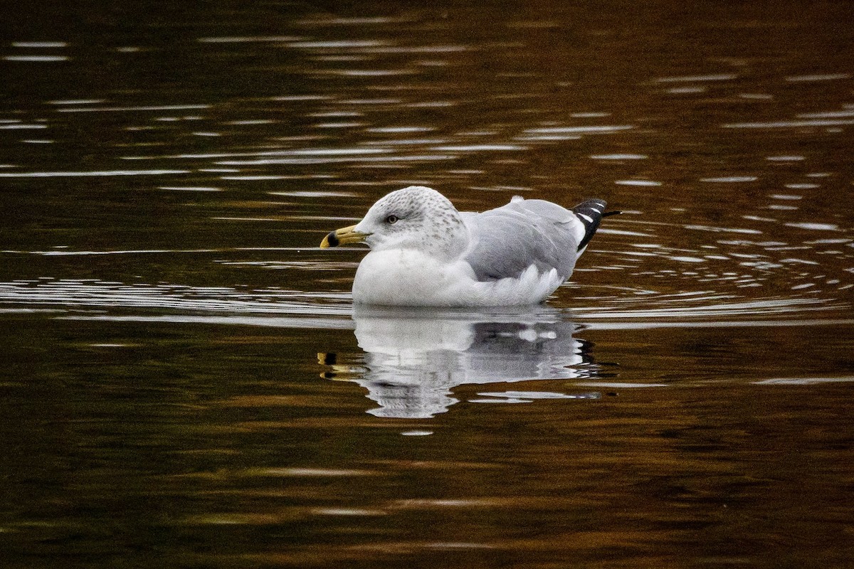 Gavina americana - ML645109840