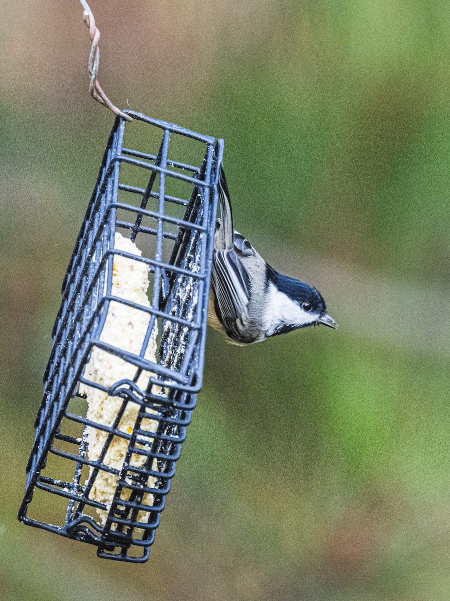 Black-capped Chickadee - ML645109843