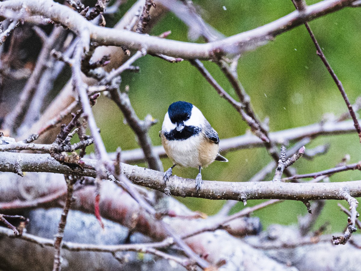 Black-capped Chickadee - ML645109844