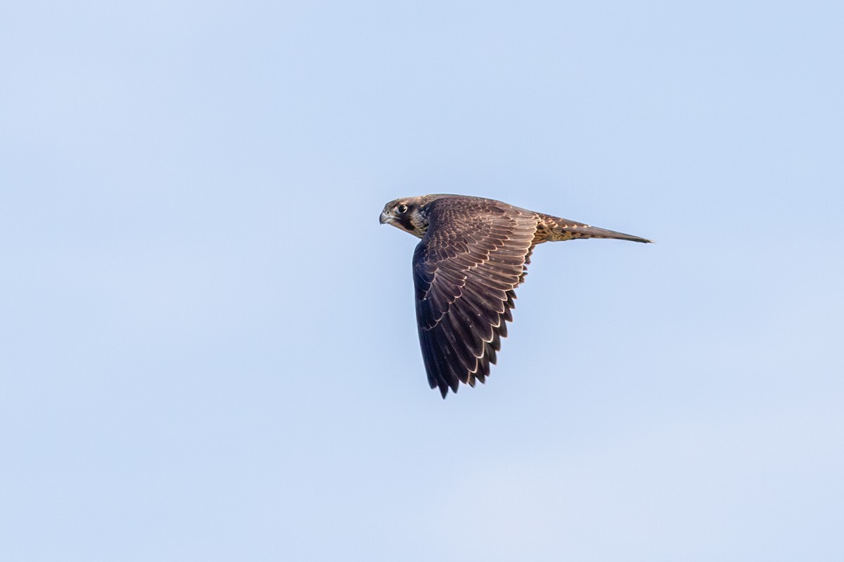 Peregrine Falcon - ML645109845