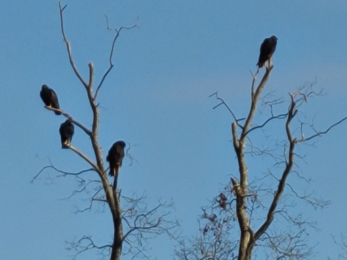 Black Vulture - ML645109846