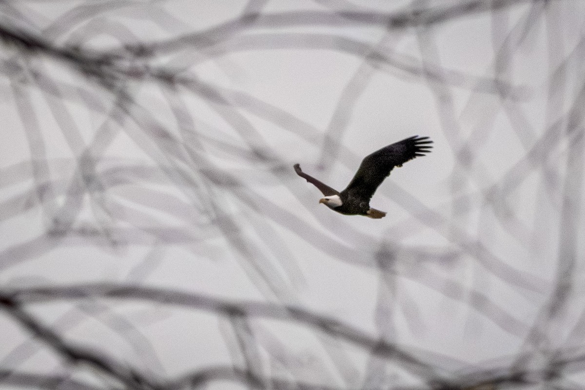 Bald Eagle - ML645109847