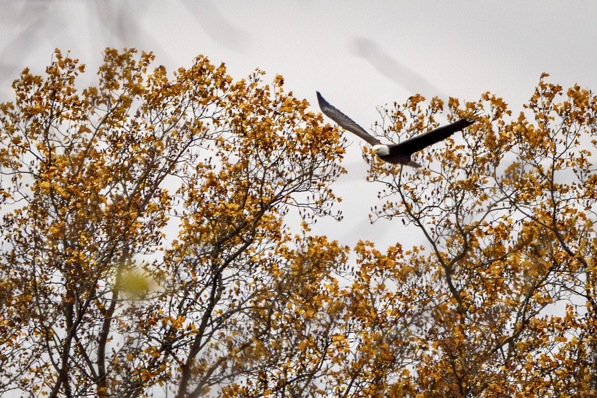 Bald Eagle - ML645109848