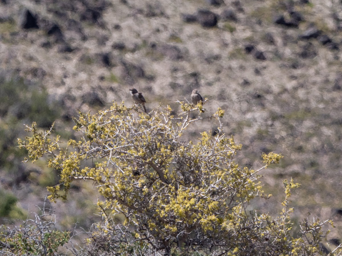 ノドジロエボシカマドドリ - ML645109849