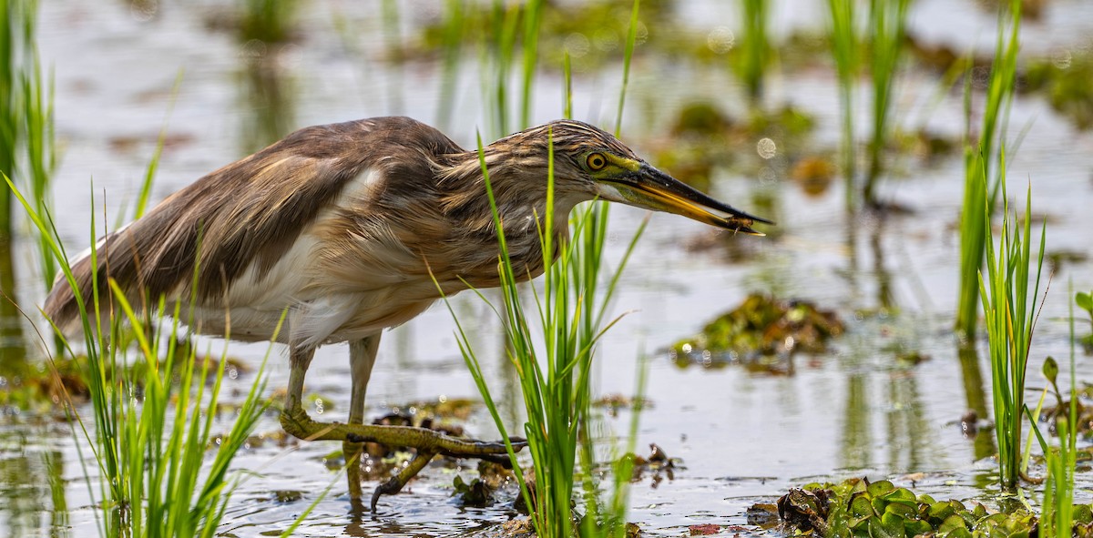Javan Pond-Heron - ML645109851