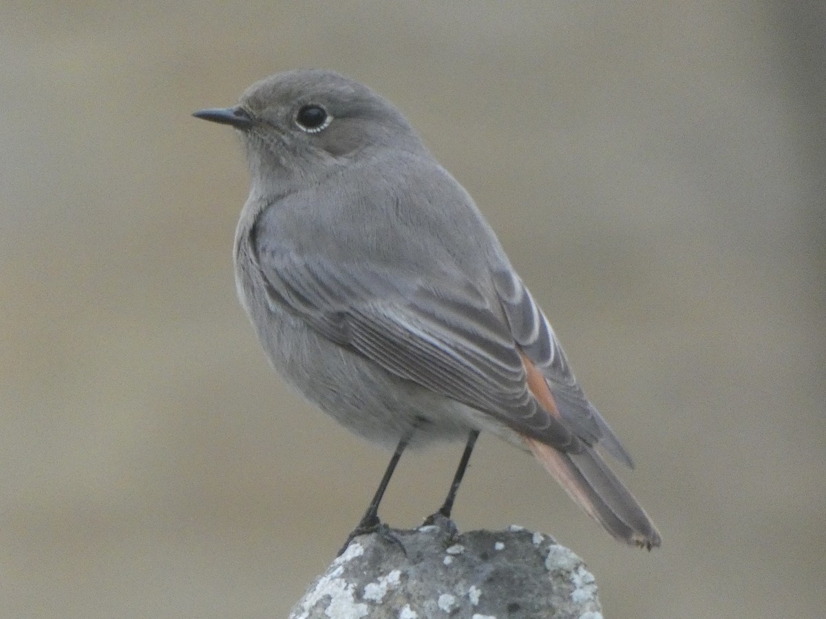 Black Redstart - ML645109856