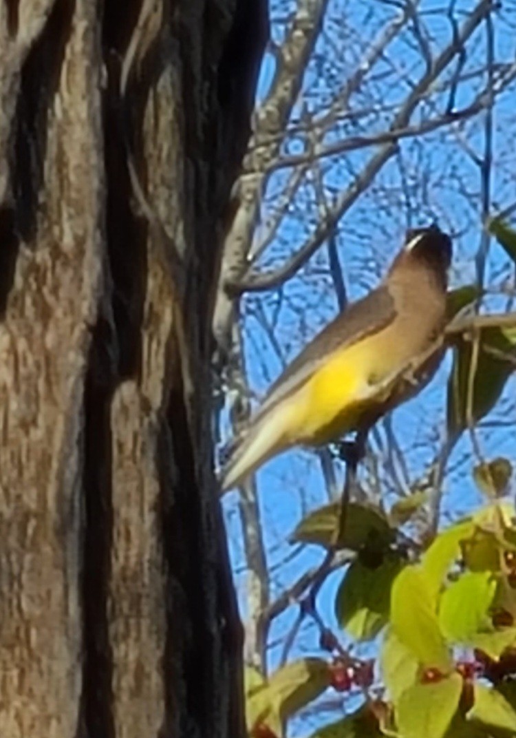 Sedir İpekkuyruğu - ML645109860