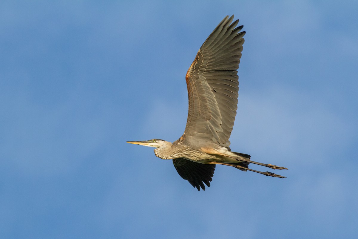 Great Blue Heron - ML645109862