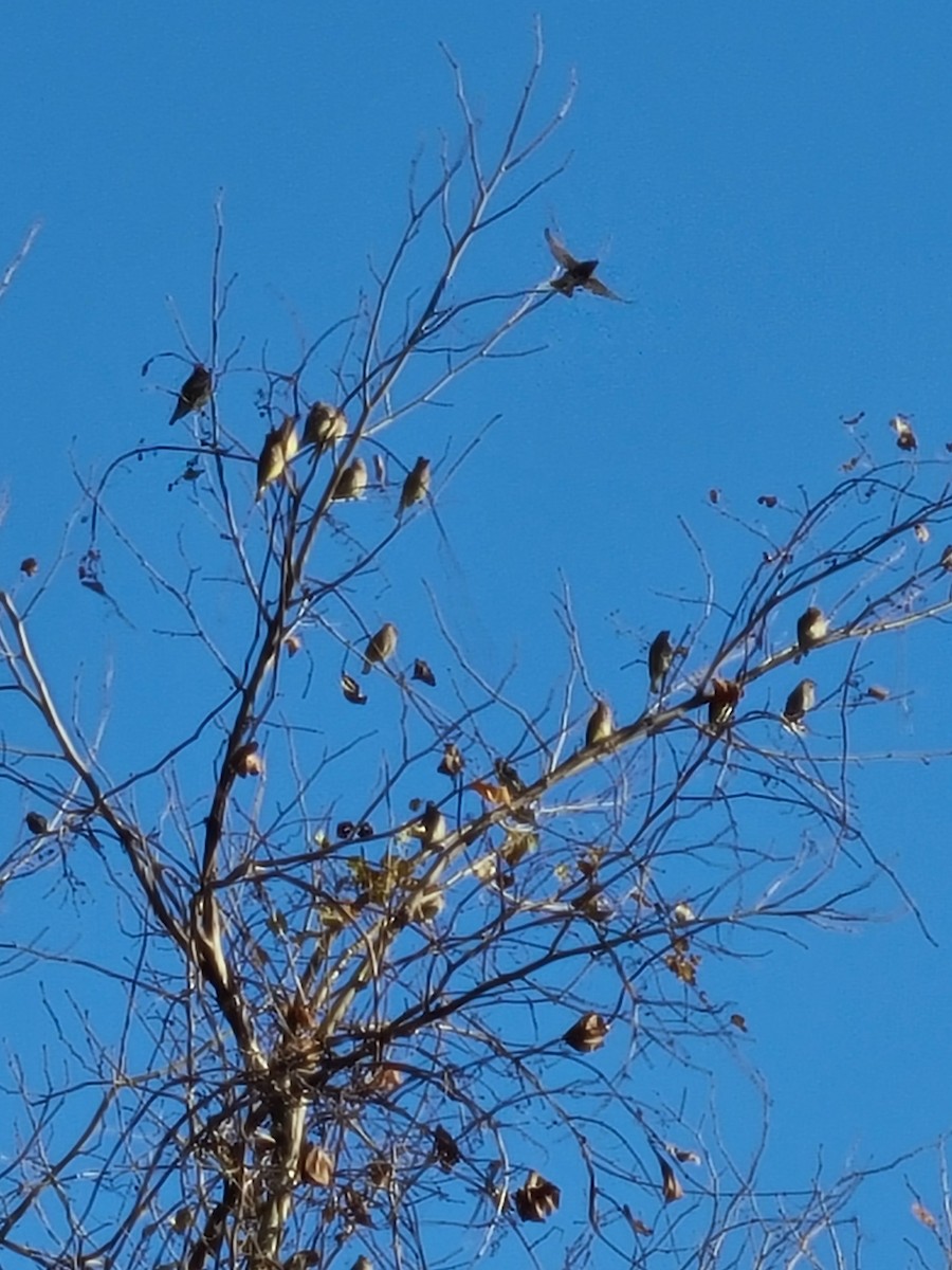 Sedir İpekkuyruğu - ML645109866