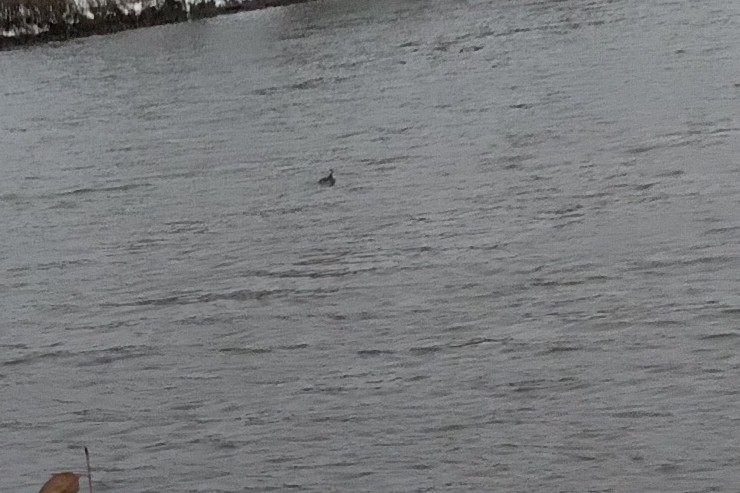 ミミカイツブリ - ML645109869