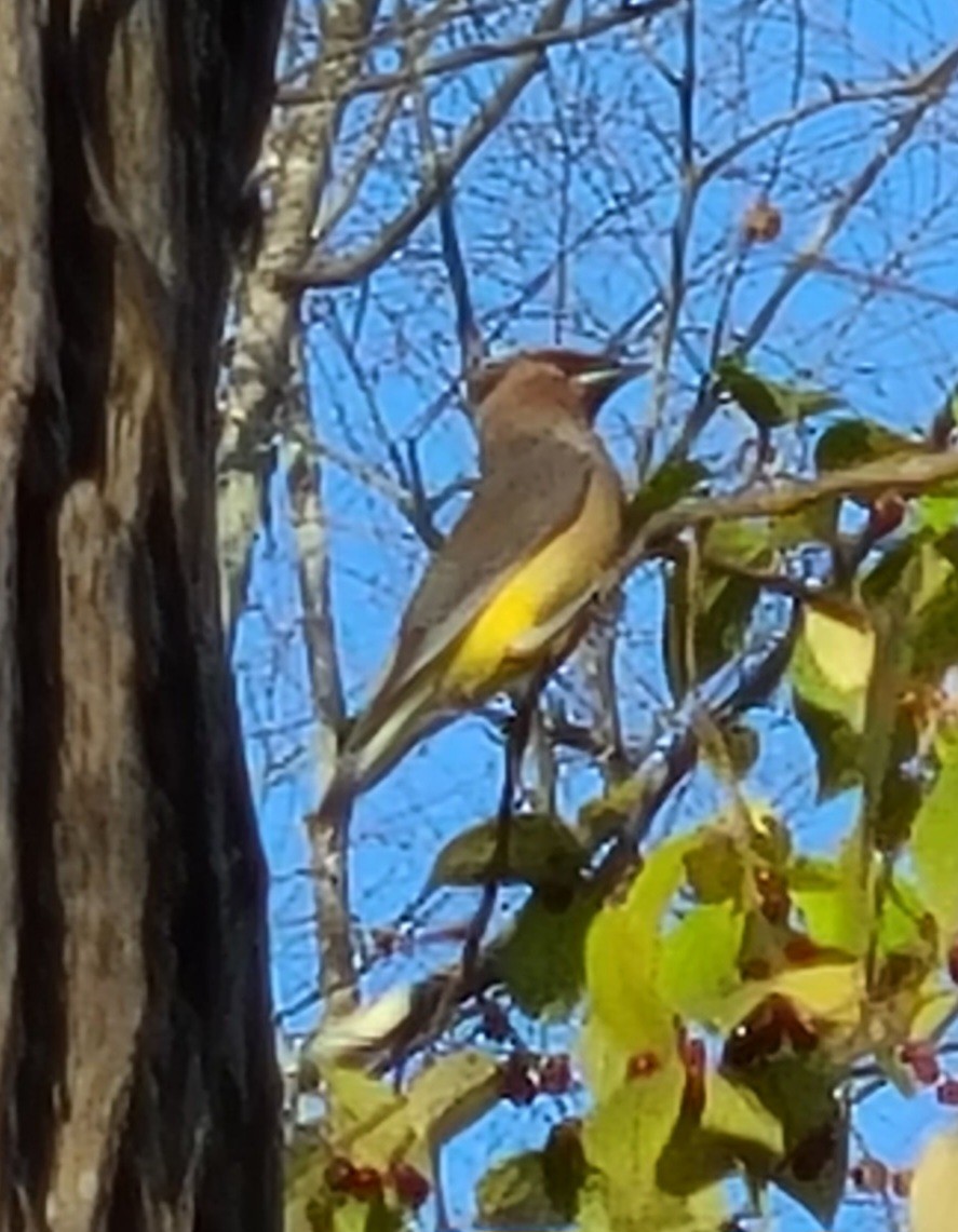 Sedir İpekkuyruğu - ML645109877