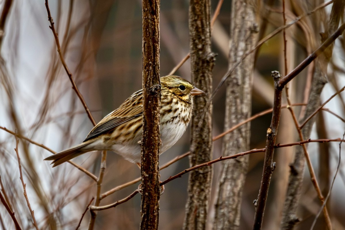 Savannah Sparrow - ML645109884