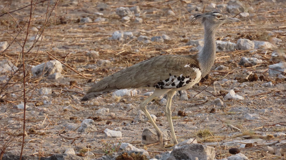 Kori Toyu - ML645109889