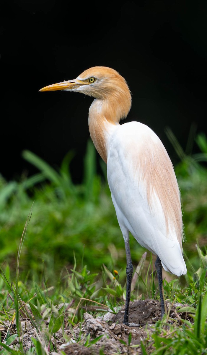 Eastern Cattle-Egret - ML645109891