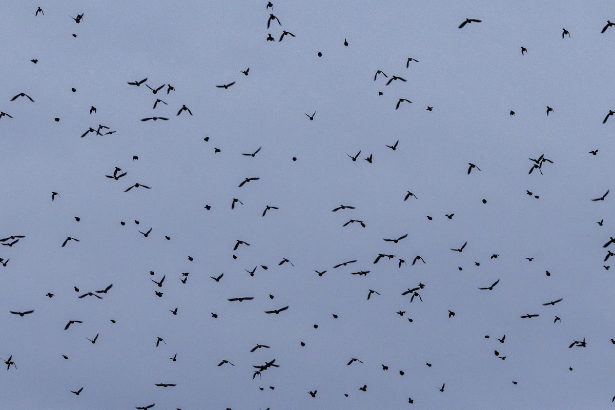 Common Grackle - ML645109893