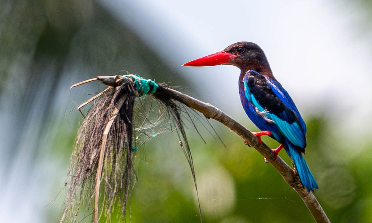 Javan Kingfisher - ML645109905