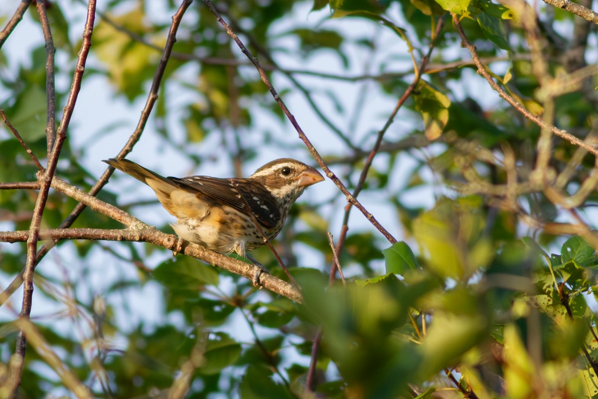 Rose-breasted Grosbeak - ML645109906