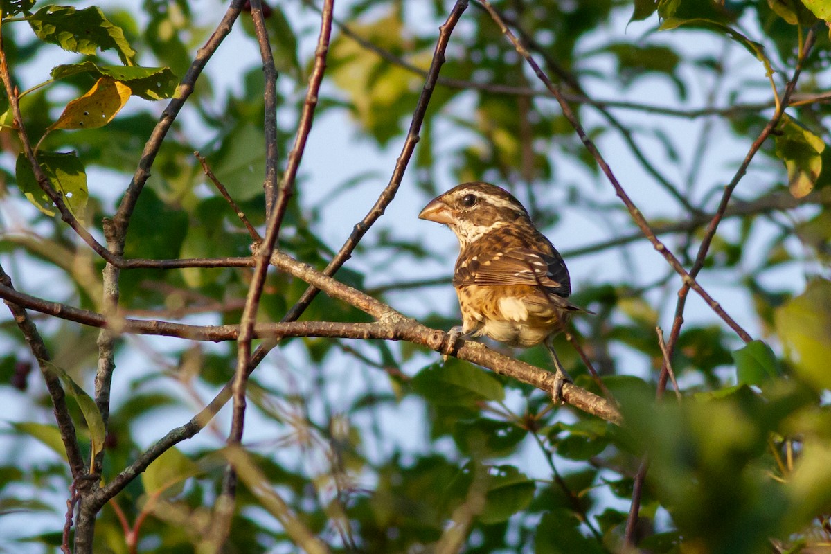 Rose-breasted Grosbeak - ML645109907