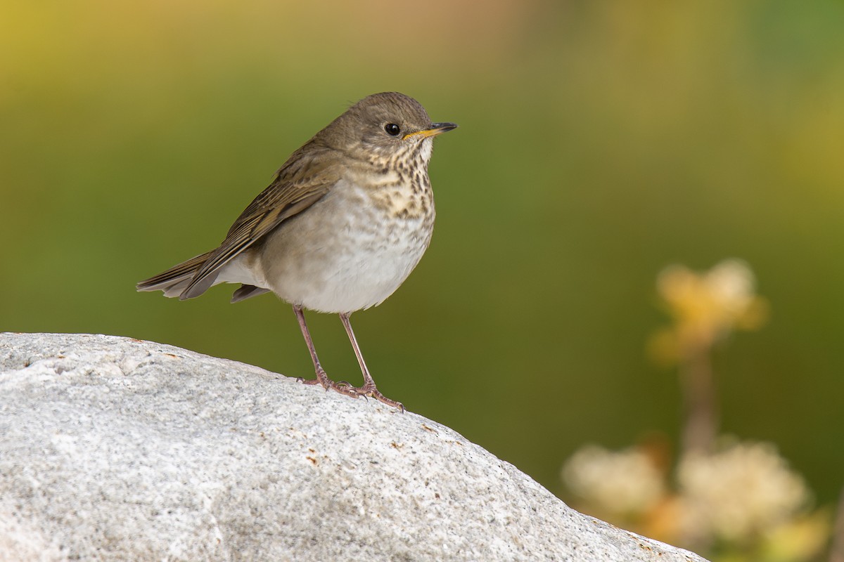 Малый дрозд - ML645109908