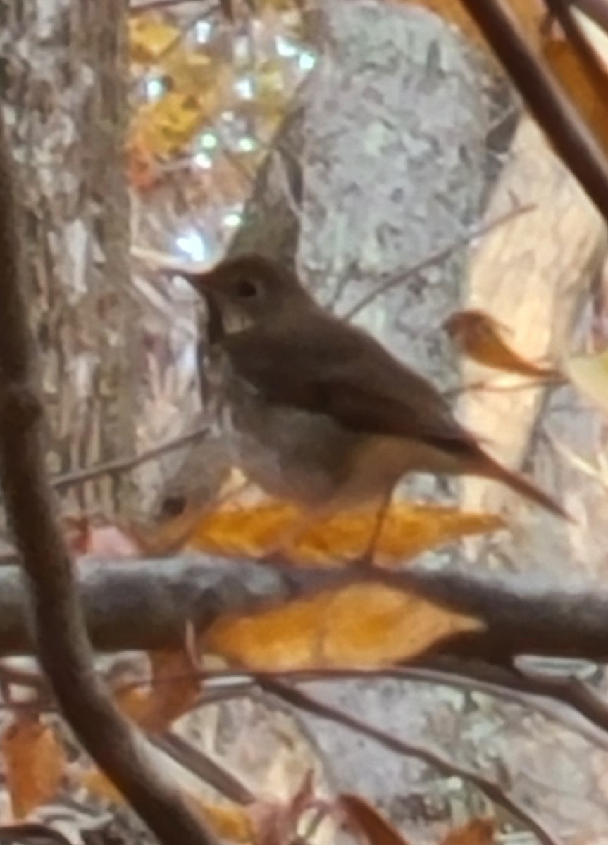 Hermit Thrush - ML645109909