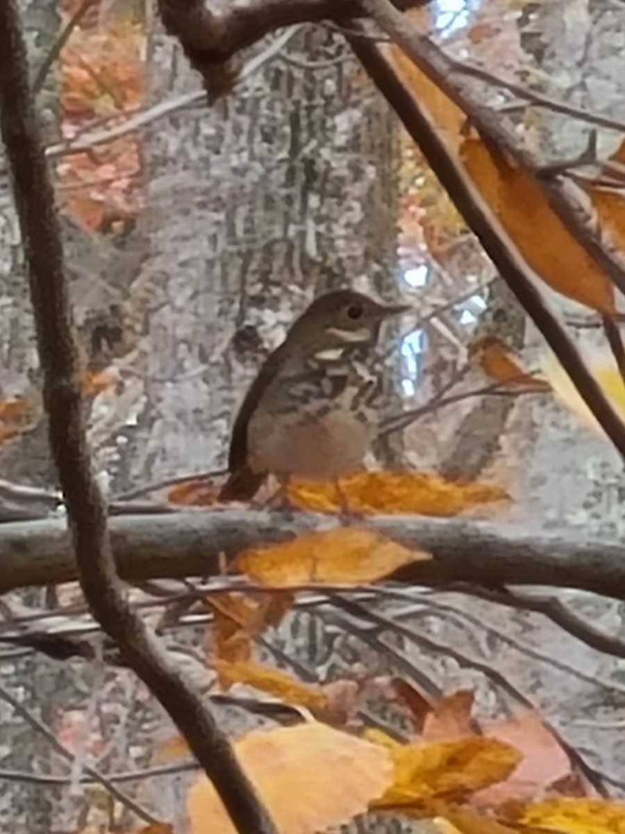 Hermit Thrush - ML645109911