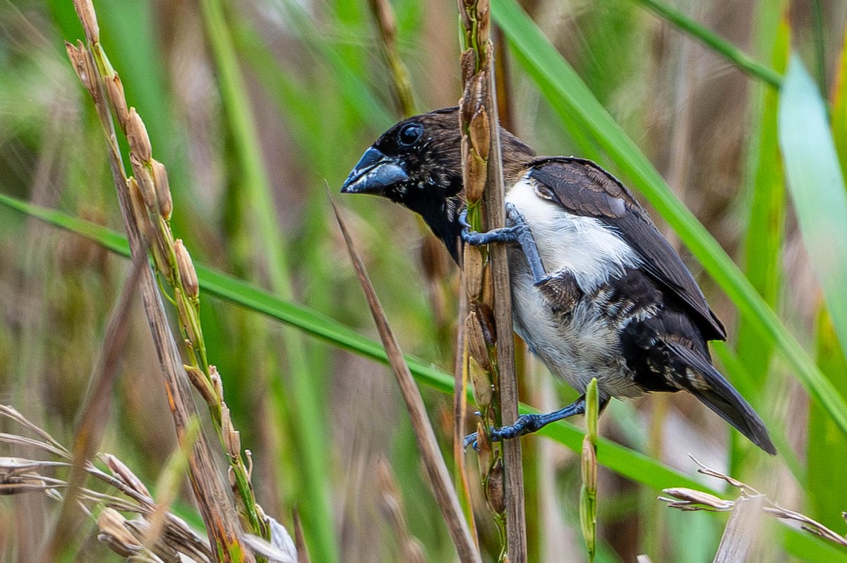 Javan Munia - ML645109915