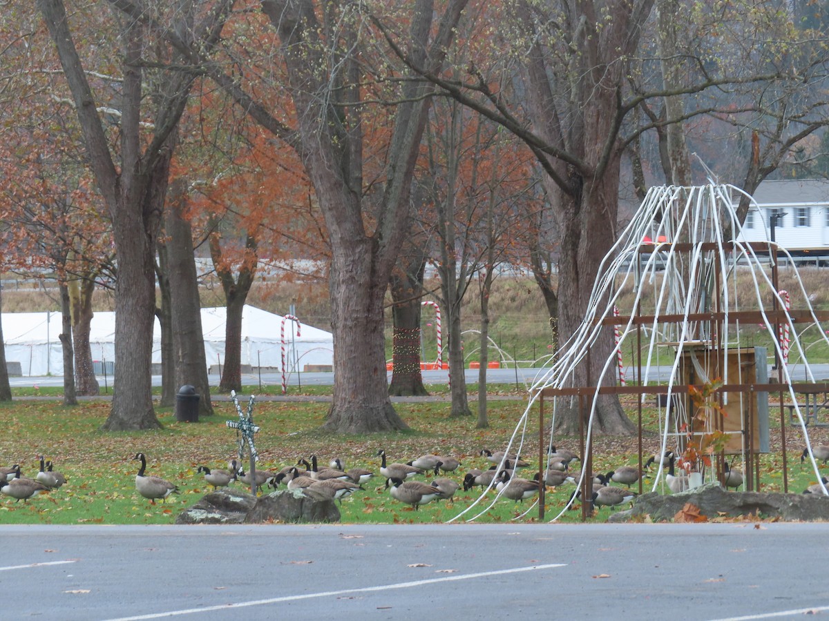 Bernache du Canada - ML645109926