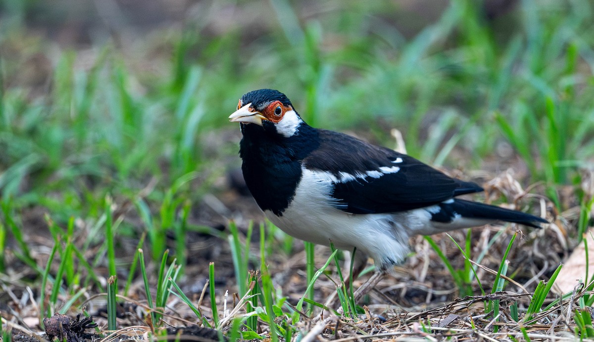 Javan Pied Starling - ML645109934