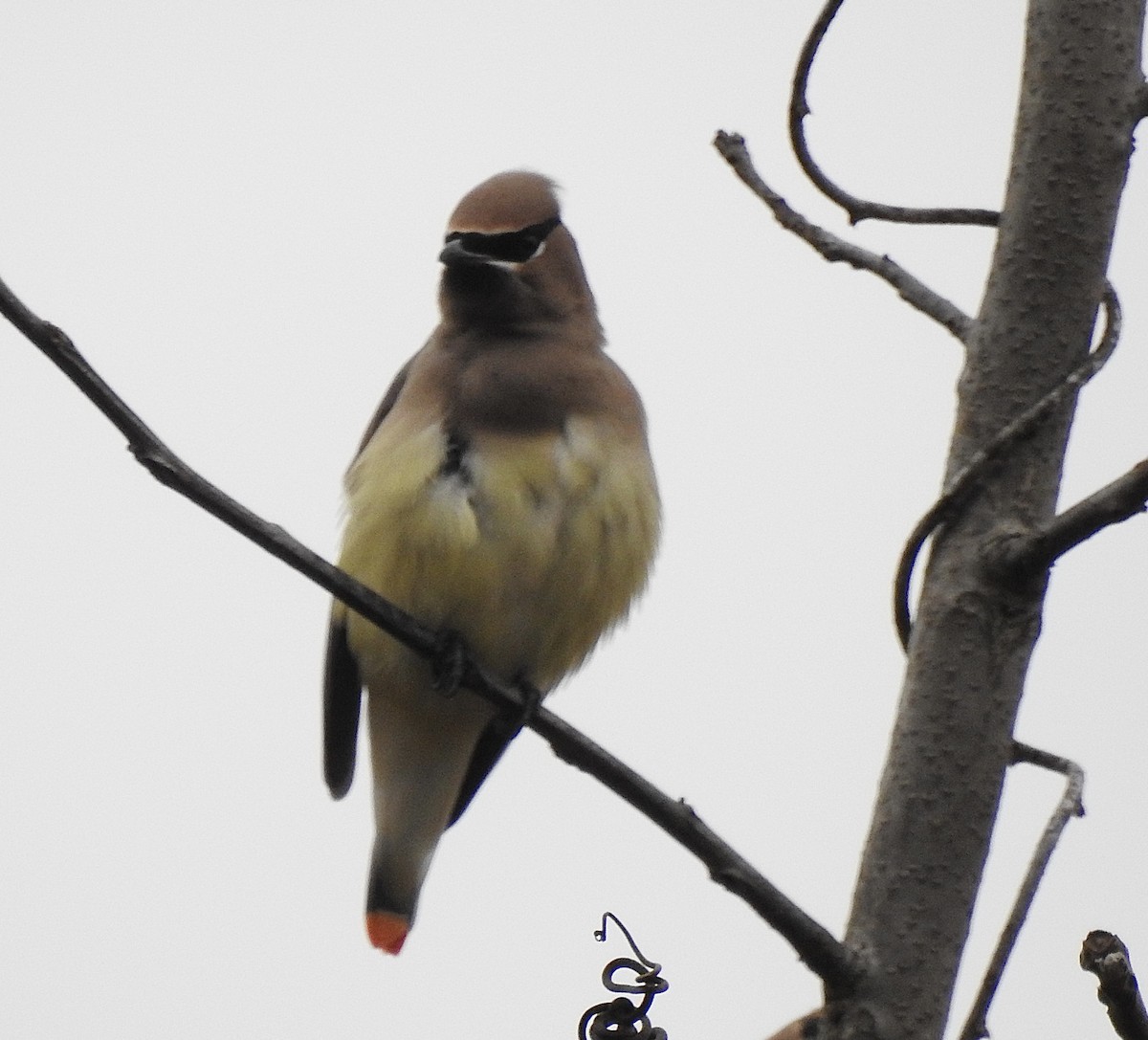 Sedir İpekkuyruğu - ML645109935