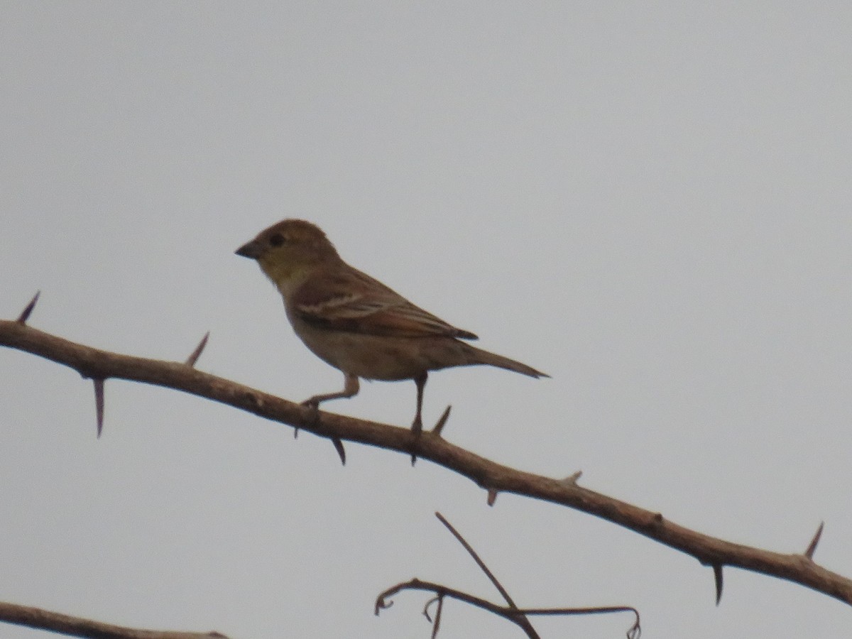 Sudan Golden Sparrow - ML645109936