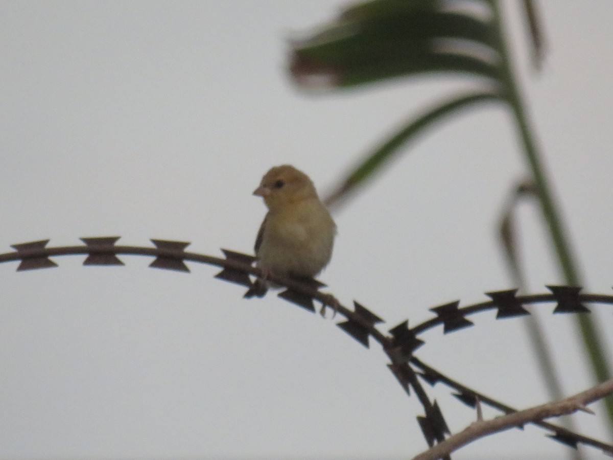 Sudan Golden Sparrow - ML645109937