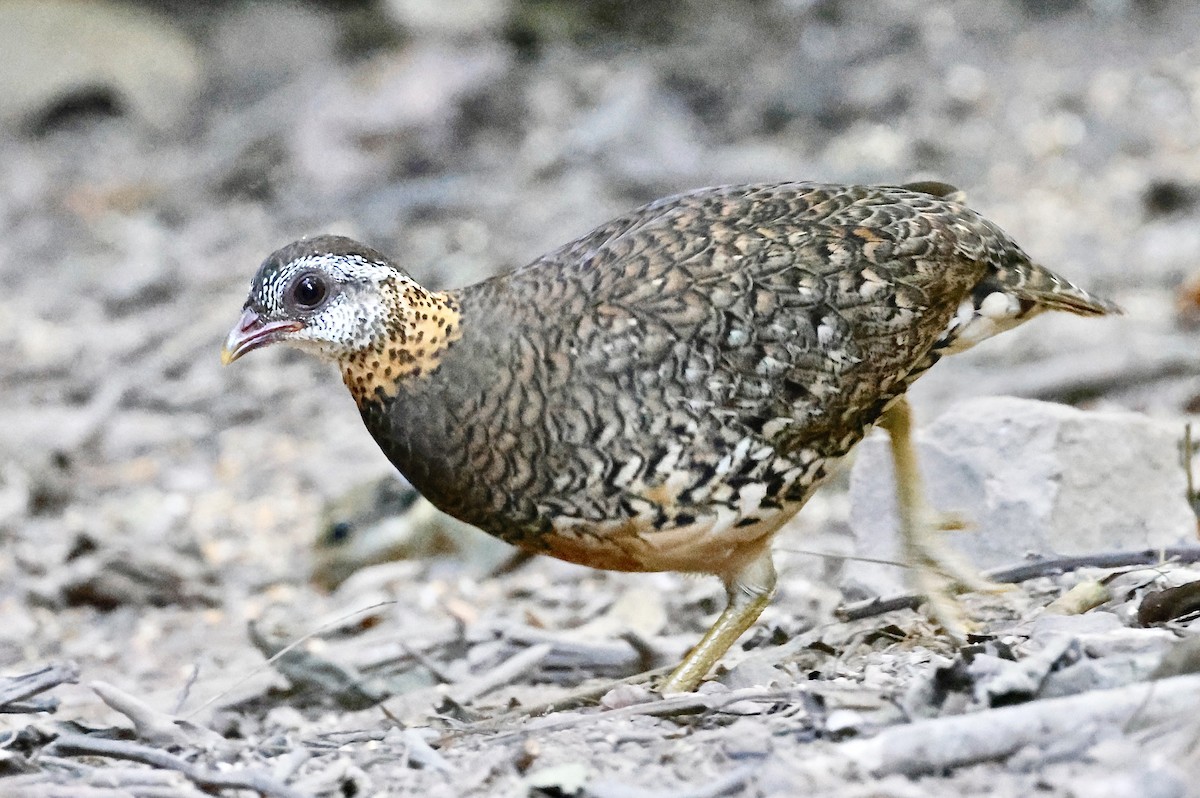 Scaly-breasted Partridge (Green-legged) - ML645109938
