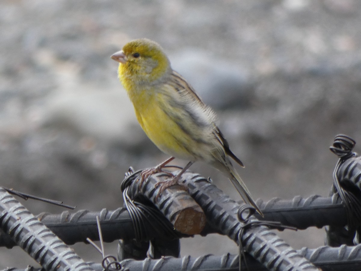 Island Canary - ML645109940
