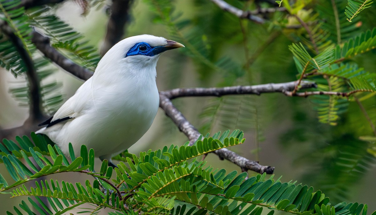 Bali Myna - ML645109945