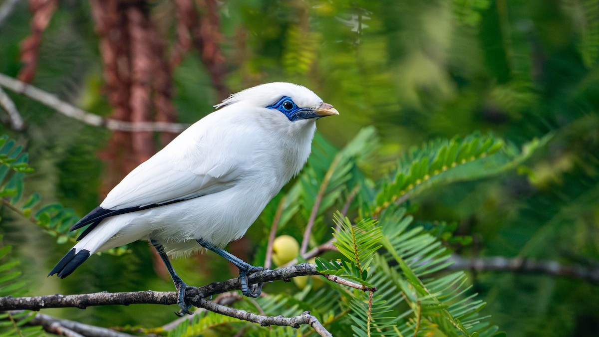 Bali Myna - ML645109948
