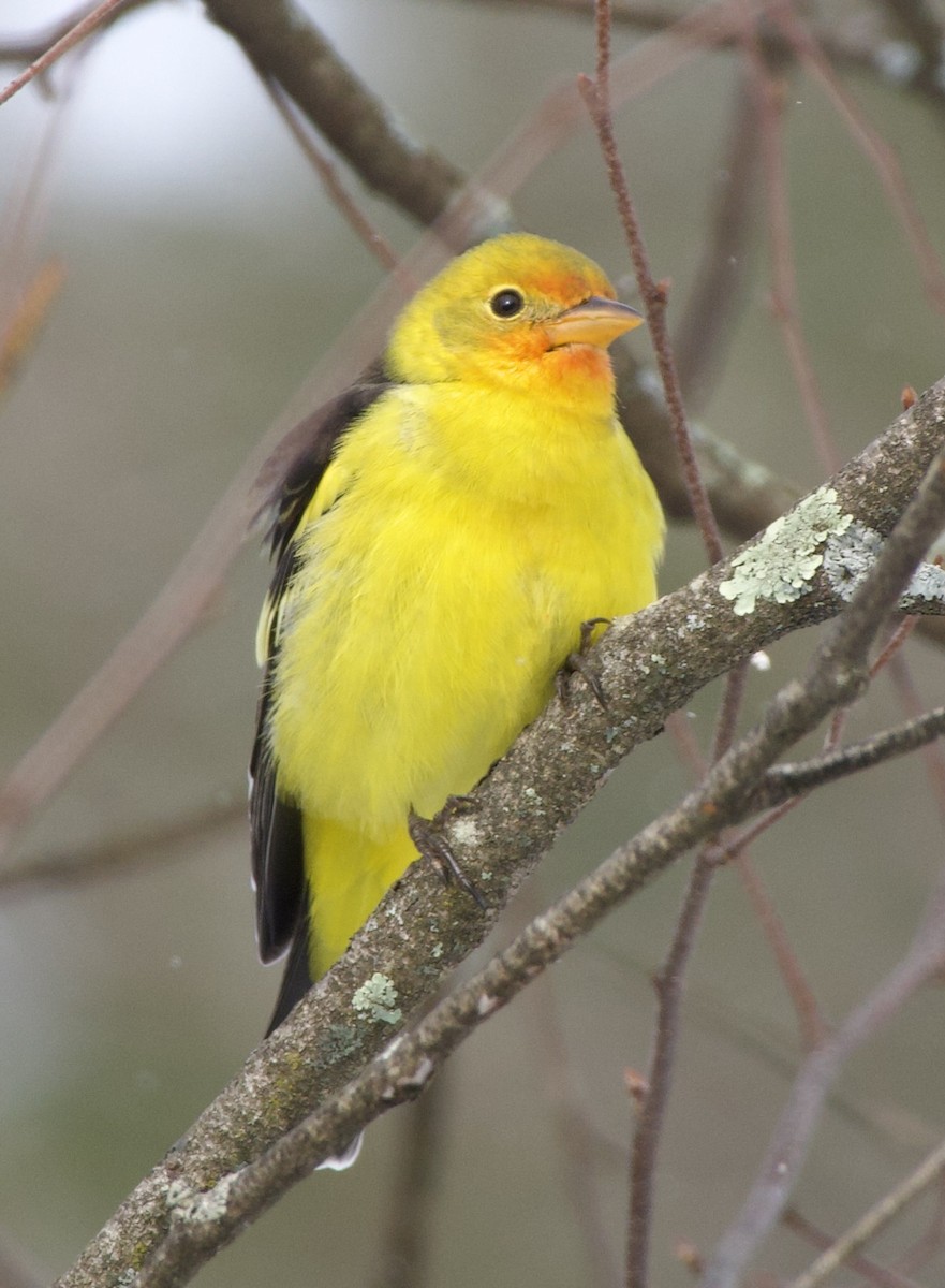Western Tanager - ML645109953