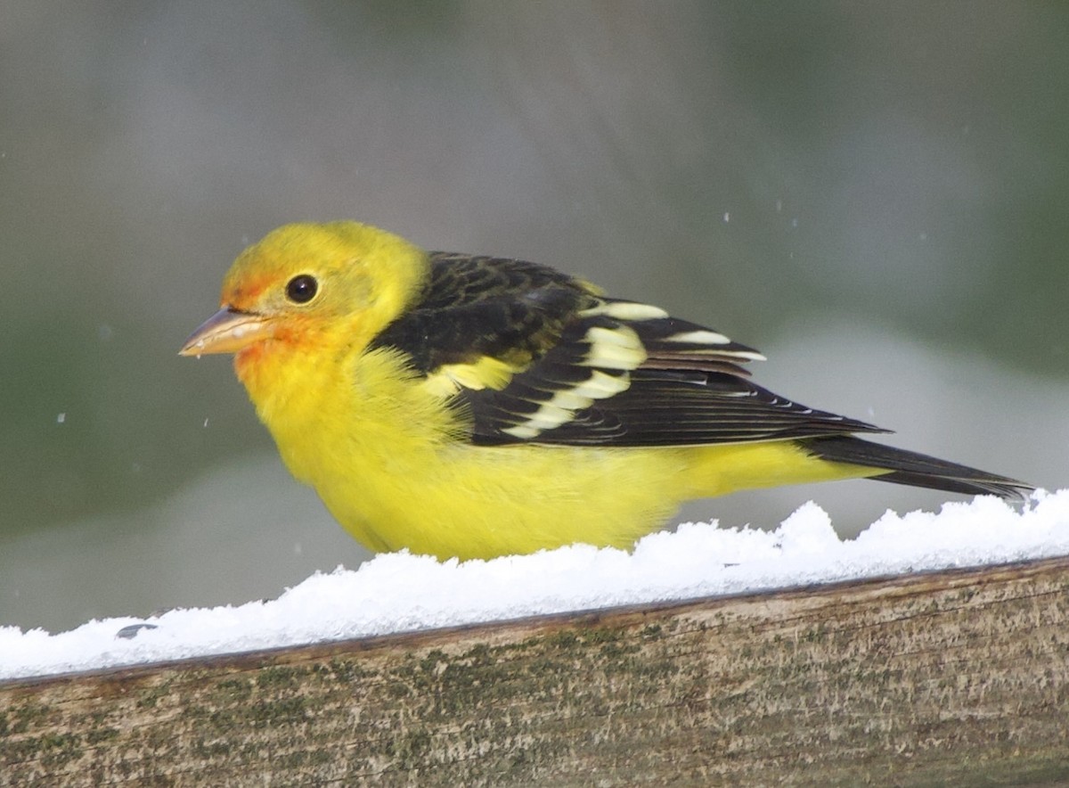 Western Tanager - ML645109954
