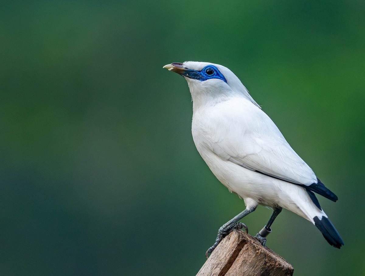 Bali Myna - ML645109955