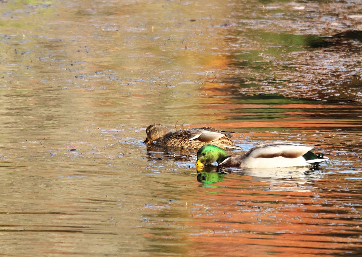 Mallard - ML645109957