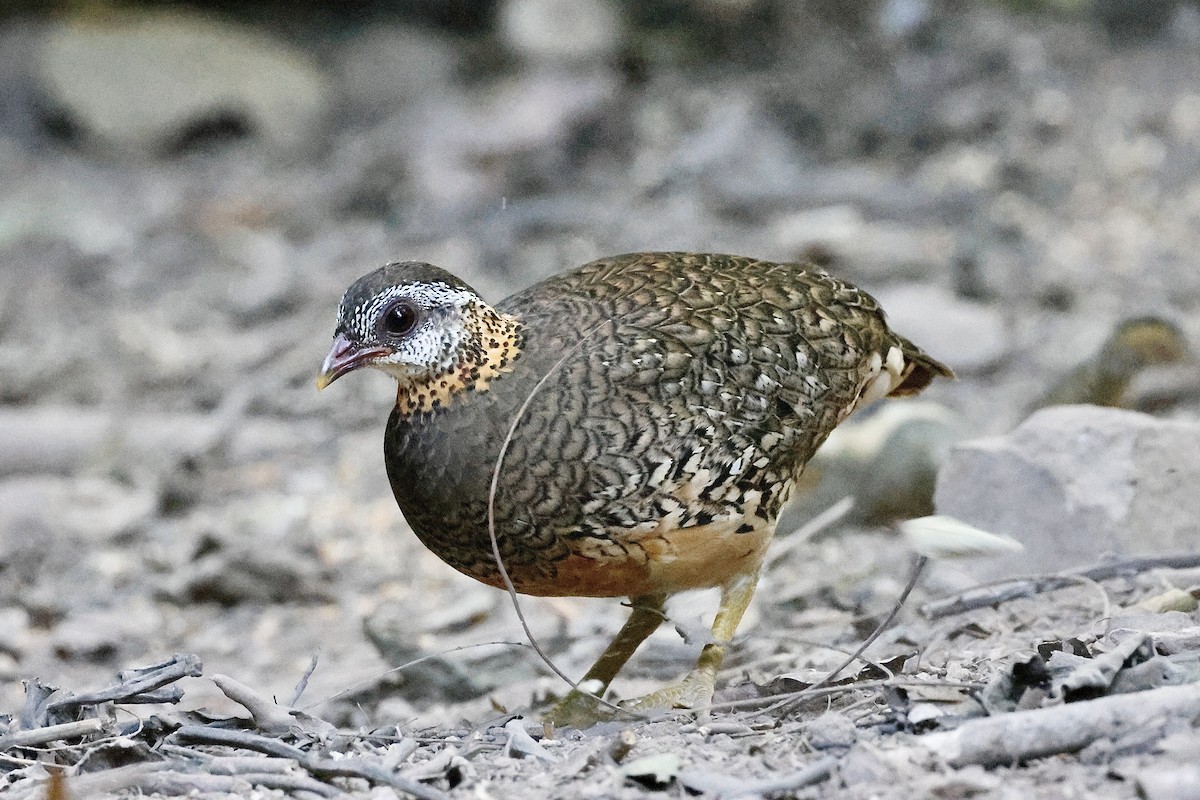 Scaly-breasted Partridge (Green-legged) - ML645109959