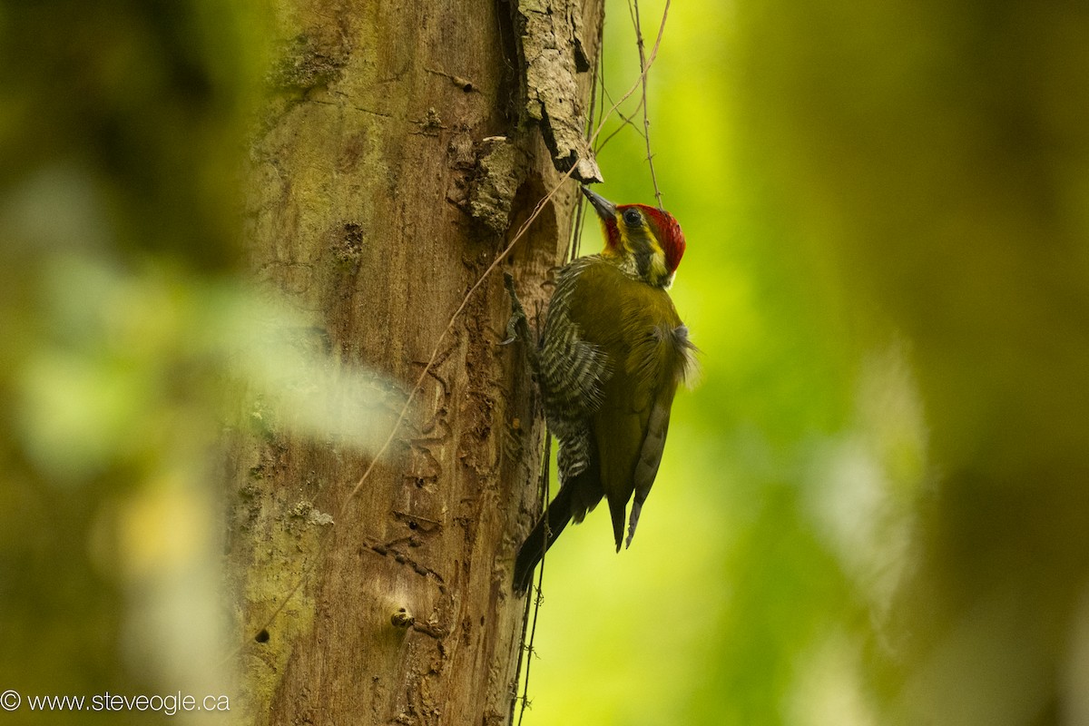 Altın Kaşlı Ağaçkakan - ML645109961