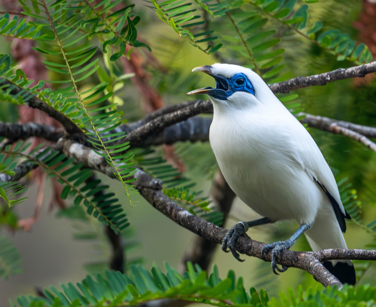 Bali Myna - ML645109966