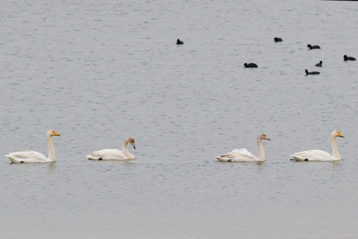 Whooper Swan - ML645109967