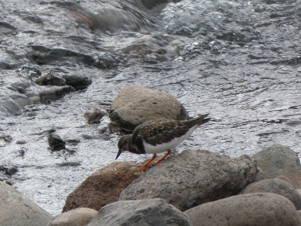 Ruddy Turnstone - ML645109970