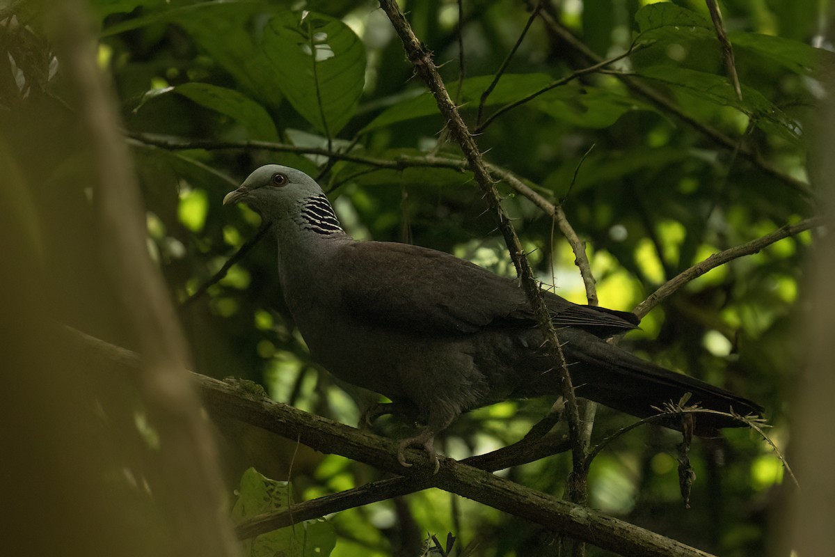 Nilgiri Wood-Pigeon - ML645109972